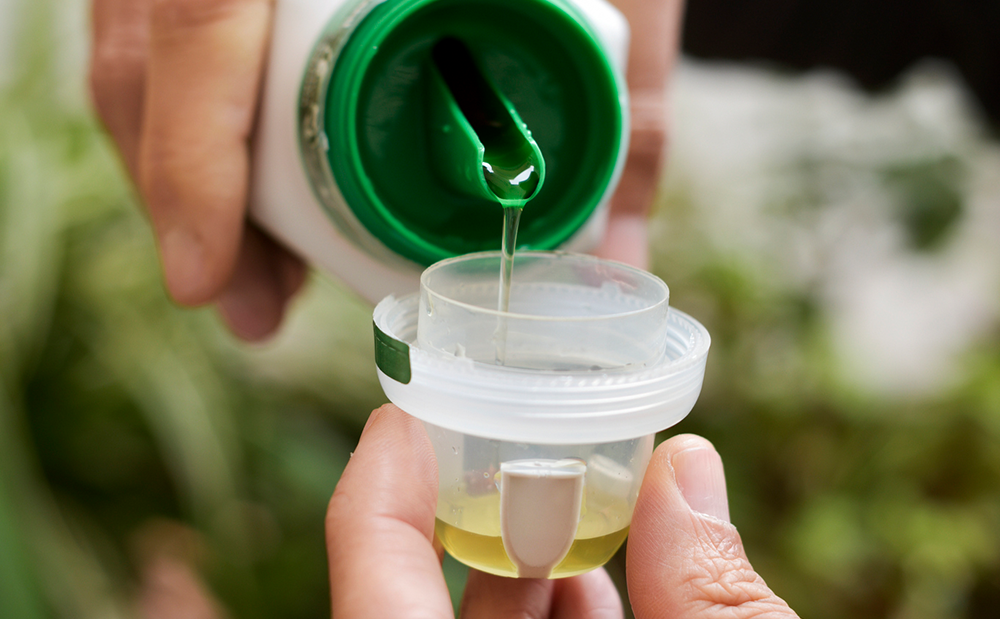 Fertilizing Houseplant