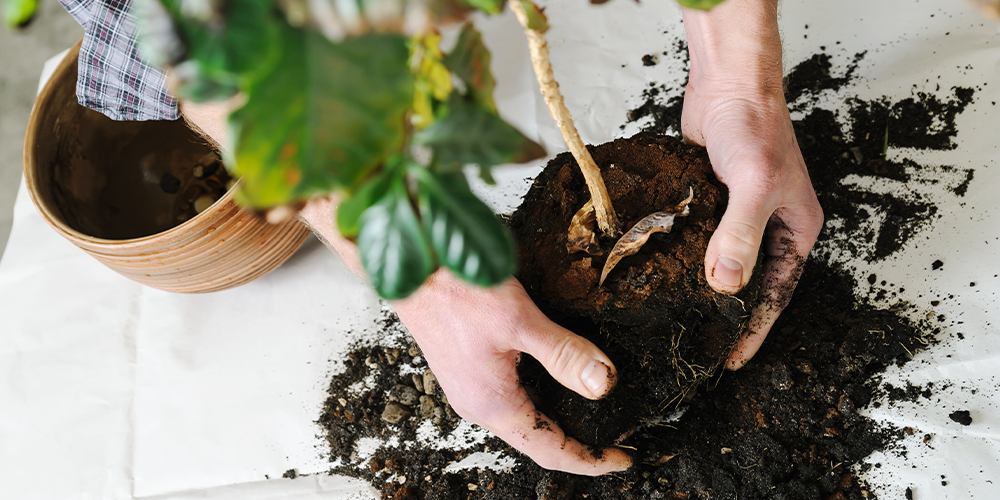How to Transplant Houseplants-main