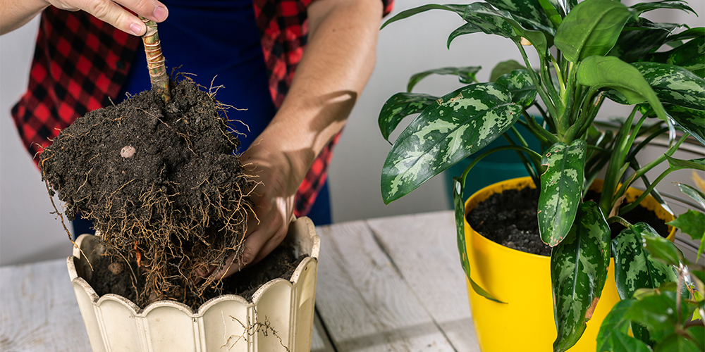 How to Transplant Houseplants-new pot