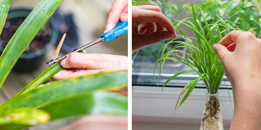 How to Transplant Houseplants-propagating