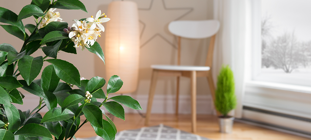 plants in living room