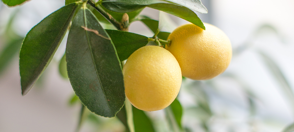 Meyer Lemon