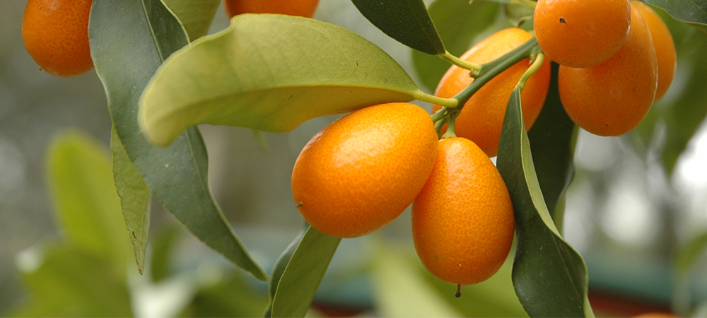 Kumquats
