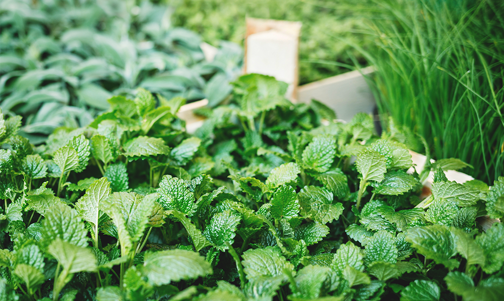 mint garden
