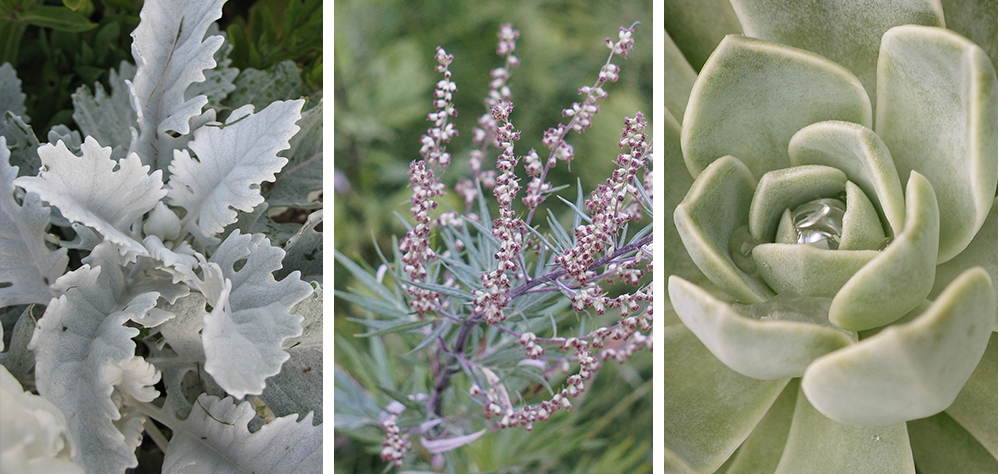 Mint-Toned Foliage and Flowers to Plant in Spring 