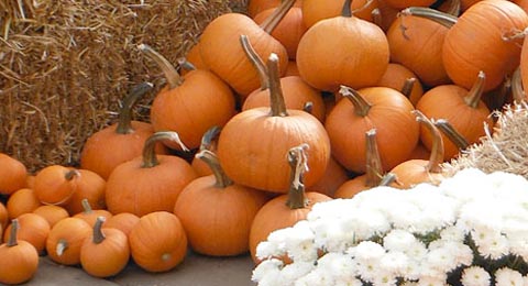 Pumpkinlore Feature1