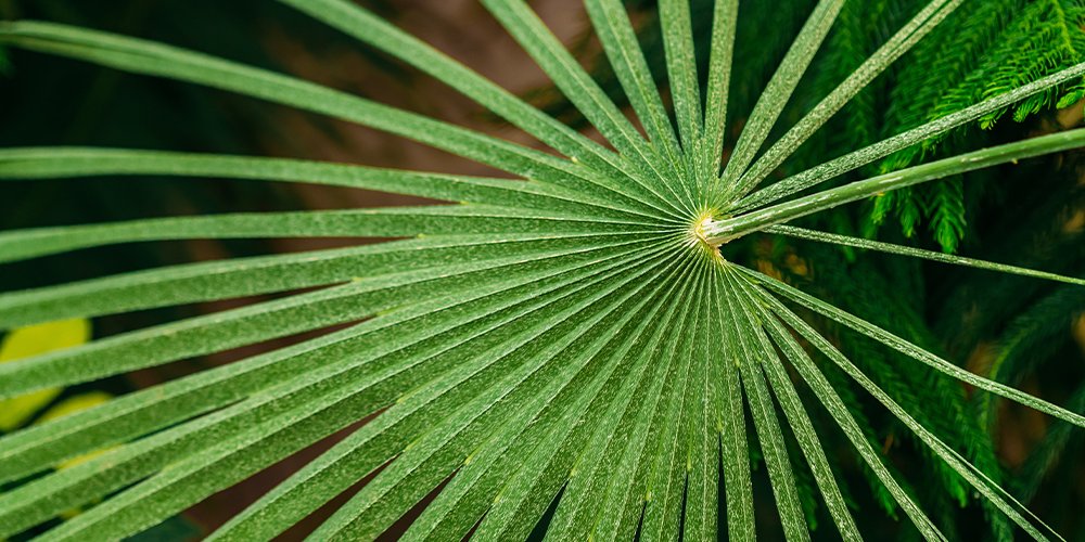 the 3 best tropical palms to cure the winter blues fan palm