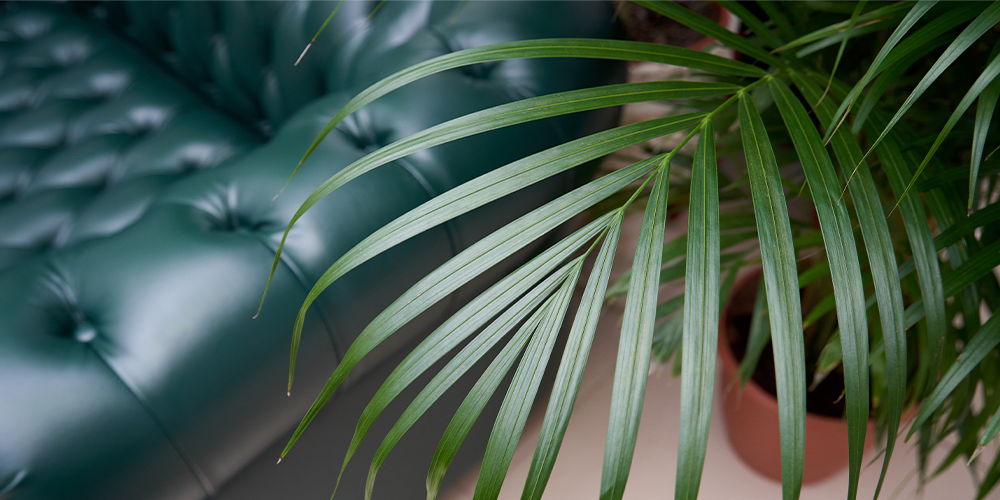 the 3 best tropical palms to cure the winter blues main