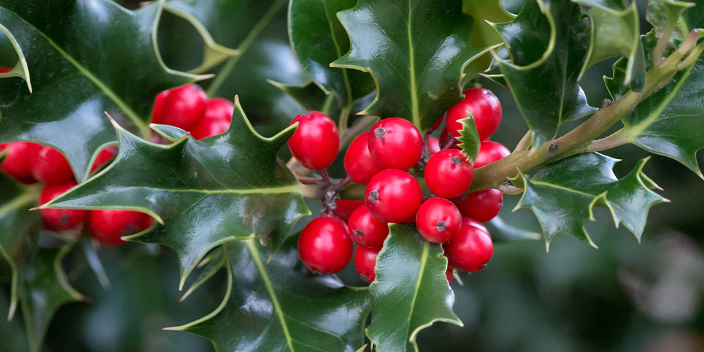 The Legends Behind Popular Christmas Plants holly