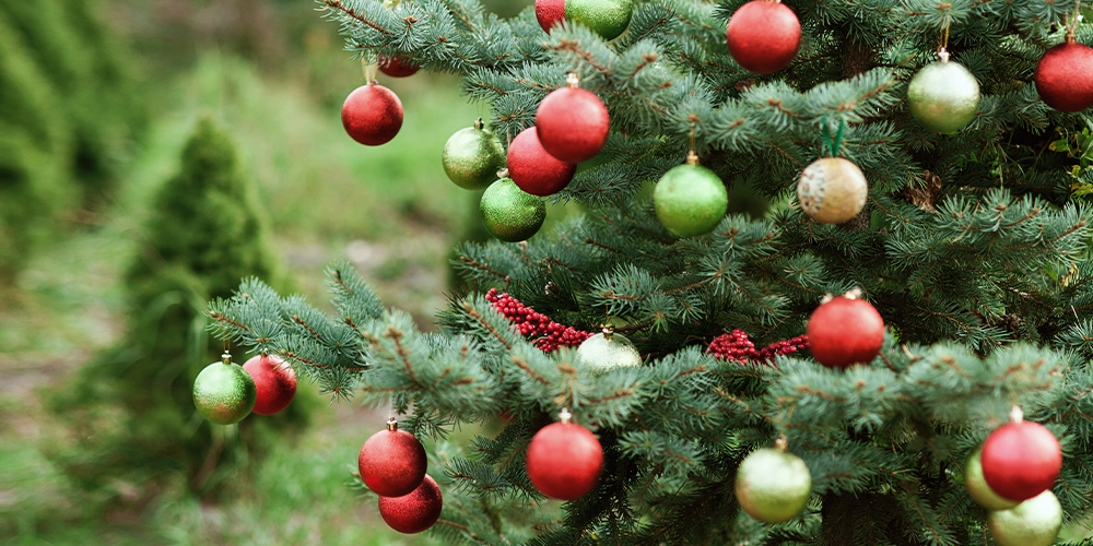 The Legends Behind Popular Christmas Plants main
