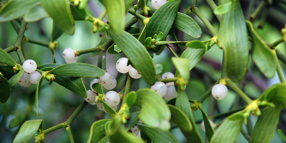 The Legends Behind Popular Christmas Plants mistletoe
