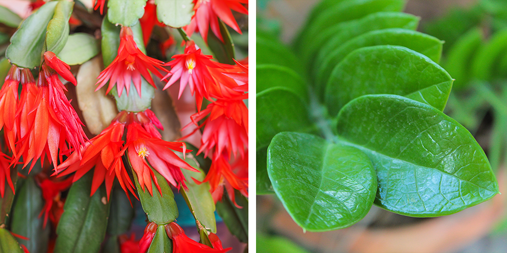 The Ultimate Holiday Gift Guide to Potted Plants christmas cactus zz plant
