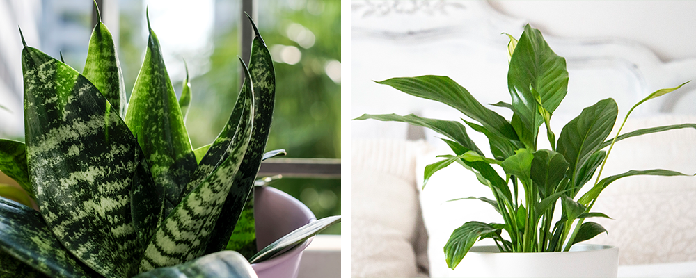 Our Top 10 Favourite Houseplants