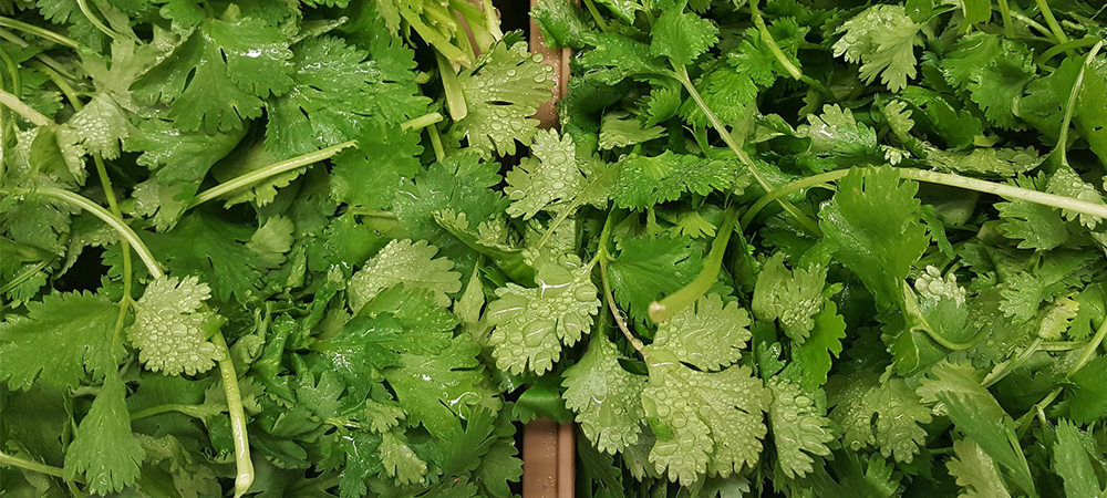 why grow cilantro