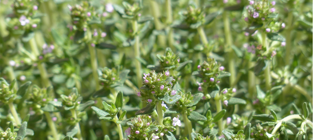 why grow thyme