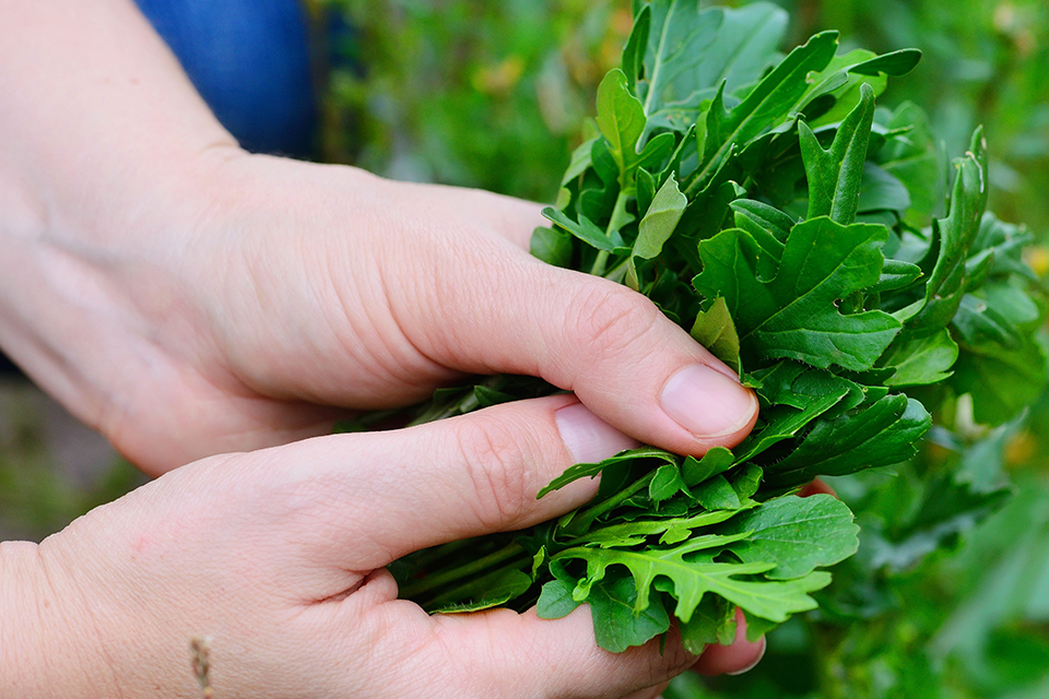 top 7 cool season vegetables and herbs salisbury sherwood park