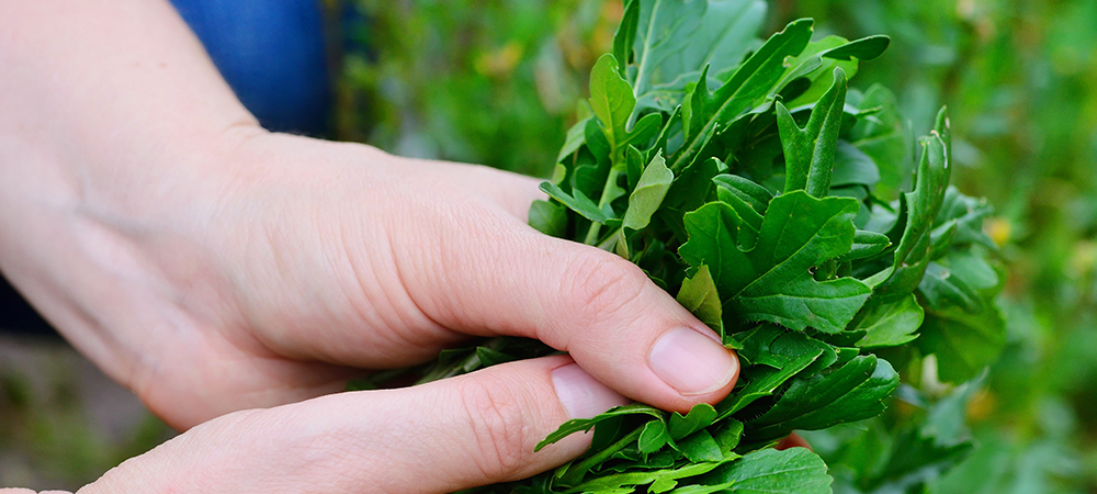 top 7 cool season vegetables and herbs salisbury sherwood park
