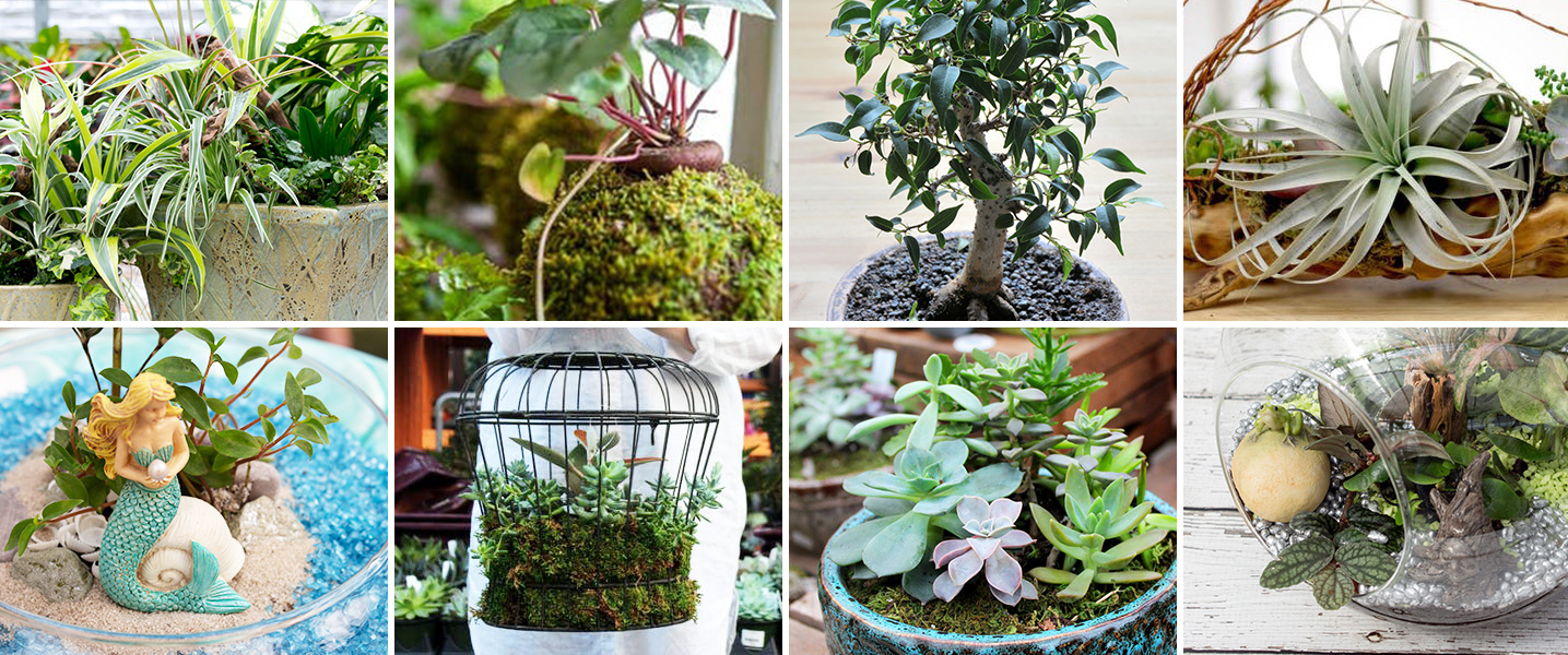 Salisbury Greenhouse Sherwood Park & Edmonton