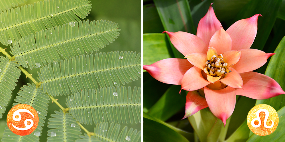 Your Astrological Guide to Houseplants-cancer-leo