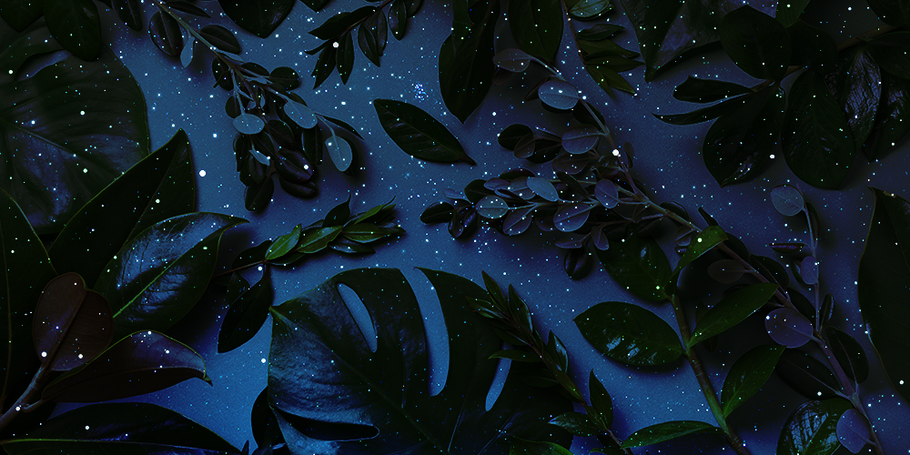 Your Astrological Guide to Houseplants-main
