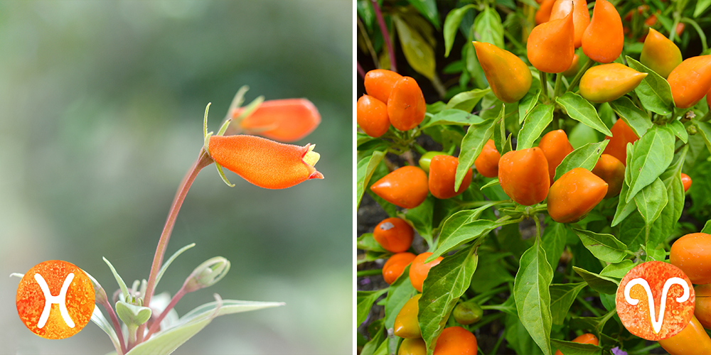 Your Astrological Guide to Houseplants-pisces-aries