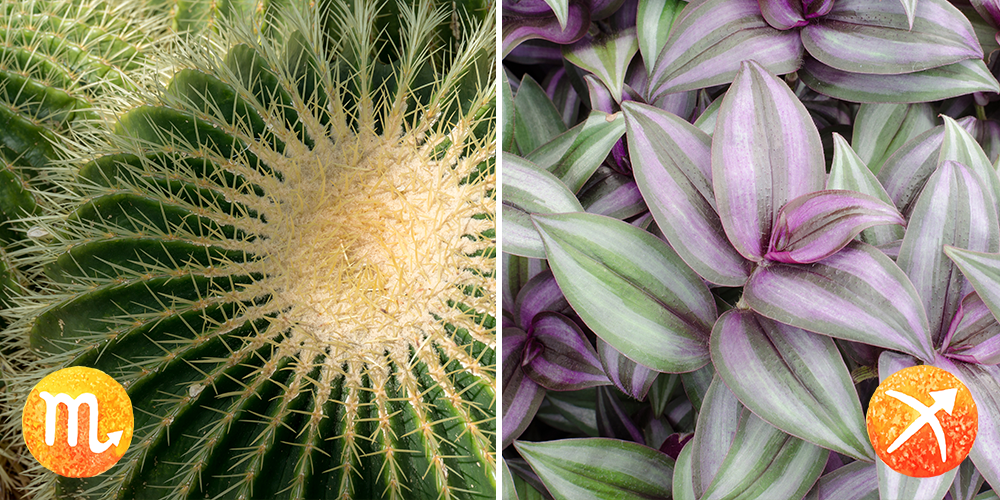 Your Astrological Guide to Houseplants-scorpio-sagittarius