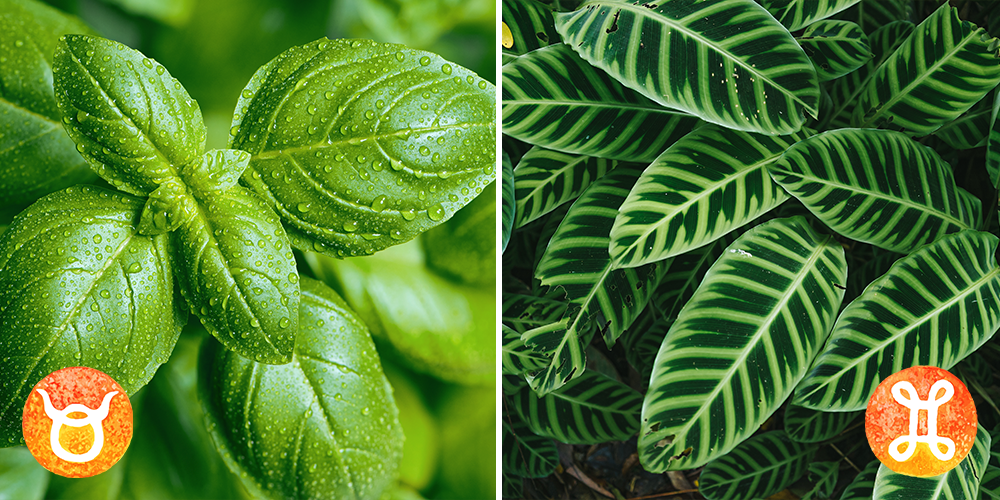 Your Astrological Guide to Houseplants-taurus-gemini