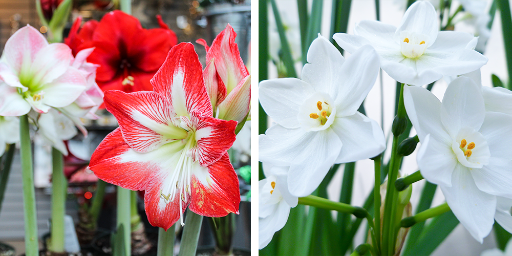 Guide to Holiday Gift Plant Care amaryllis paperwhites