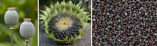 Collecting Seeds