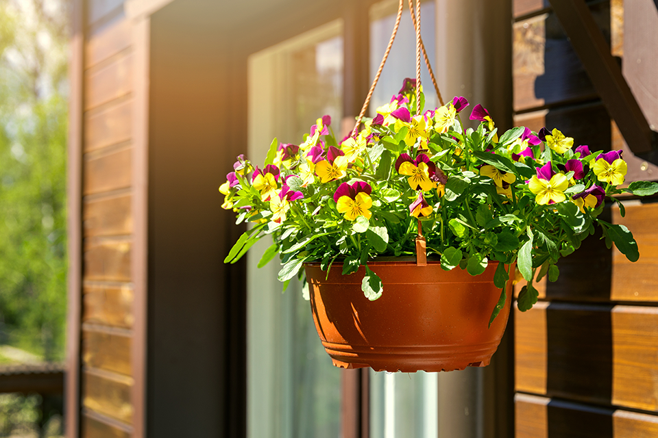 plants for fall puts pansies salisbury greenhouse sherwood park