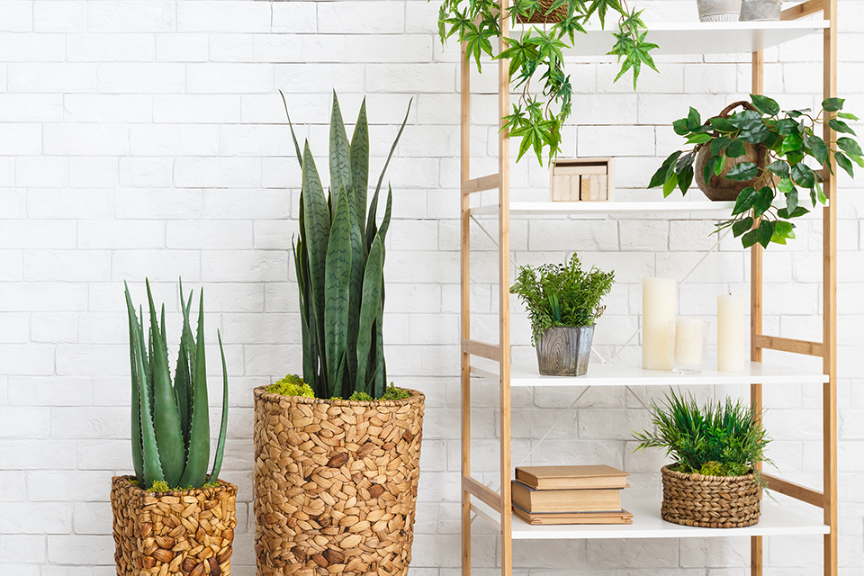 plant styling trends salisbury greenhouse sherwood park edmonton