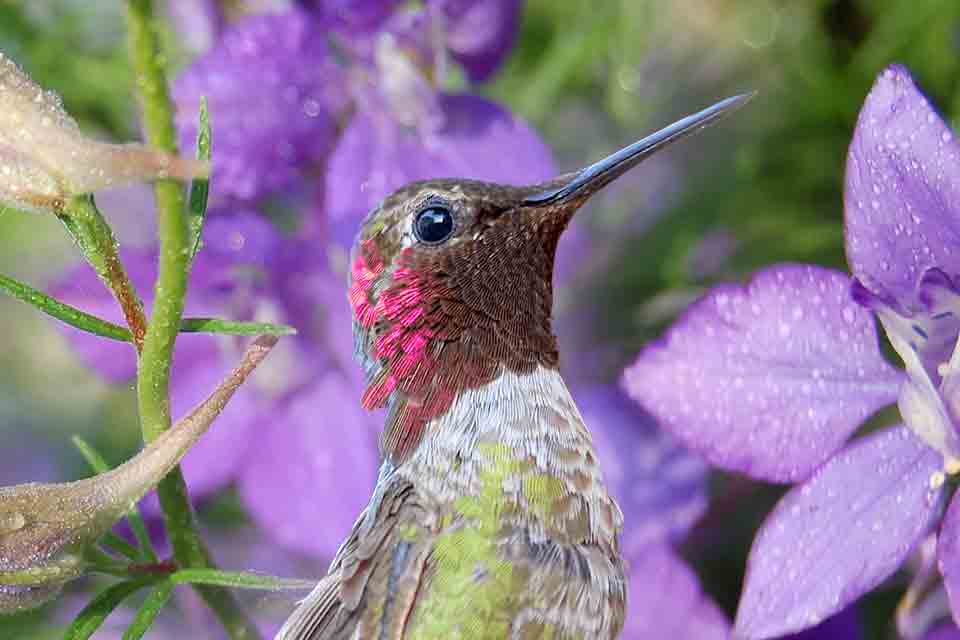 Best Plants For Hummingbirds Salisbury Greenhouse