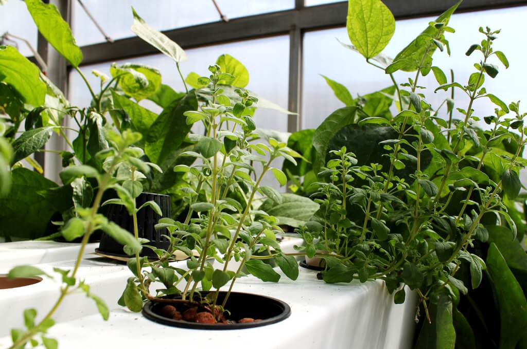 Gardening Trends Growing Food Indoors And Hydroponics