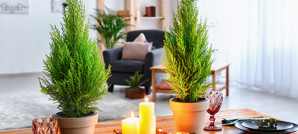 lemon cypress plants for fall pots salisbury greenhouse sherwood park