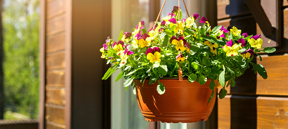 plants for fall puts pansies salisbury greenhouse sherwood park