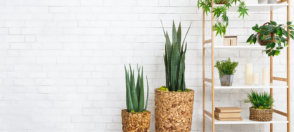 plant styling trends salisbury greenhouse sherwood park edmonton