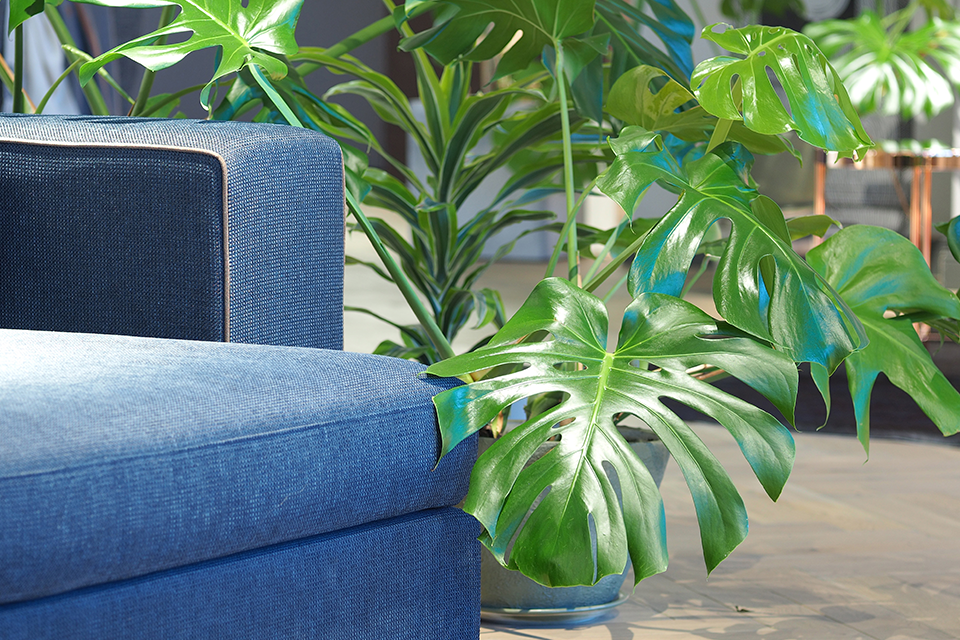 monstera feature