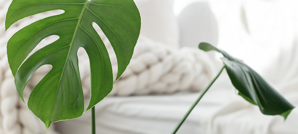 monstera indoor closeup