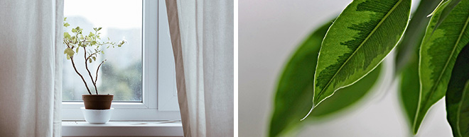 Why Is My Houseplant Brown And Other Common Annoyances