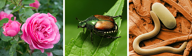 Alberta Gardening Archives Page 2 Of 6 Salisbury Greenhouse - nematodes and japanese beetles