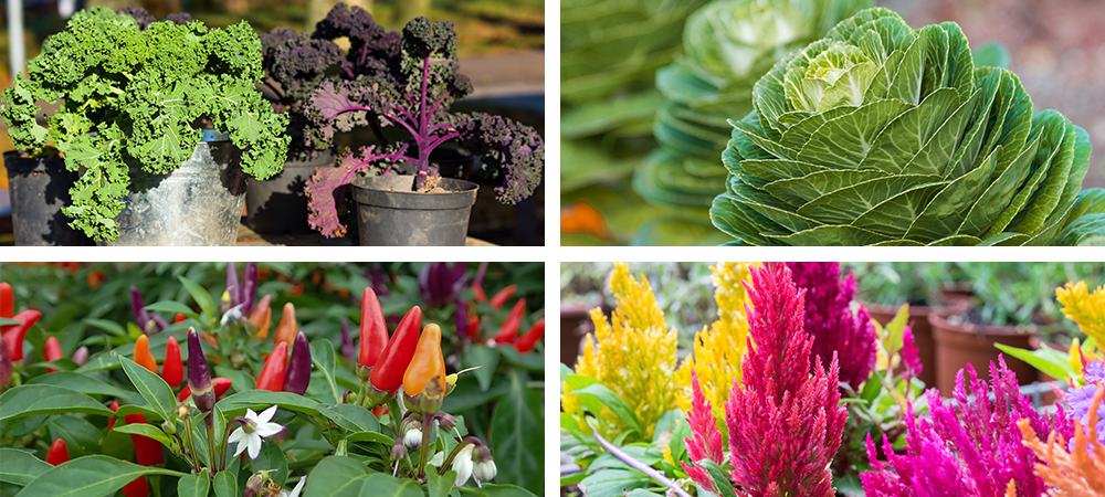ornamental kale cabbage peppers celosias plants for fall pots salisbury greenhouse sherwood park