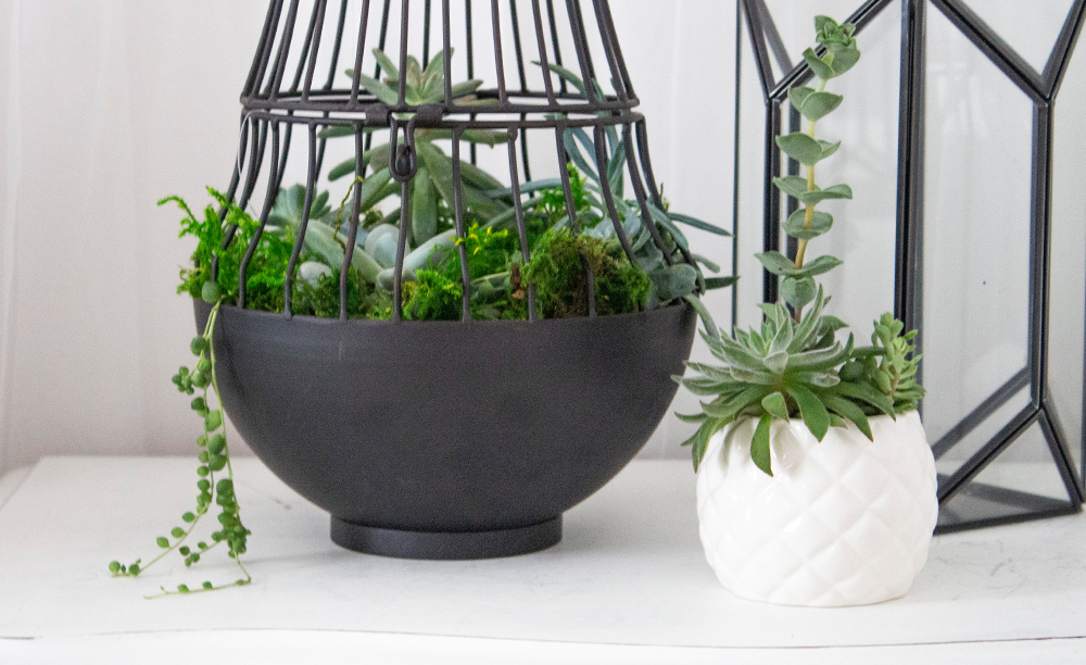 plant colour scheme