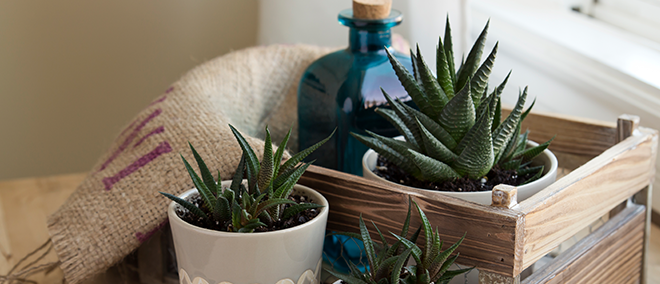 preparing for plant parenthood in the living room