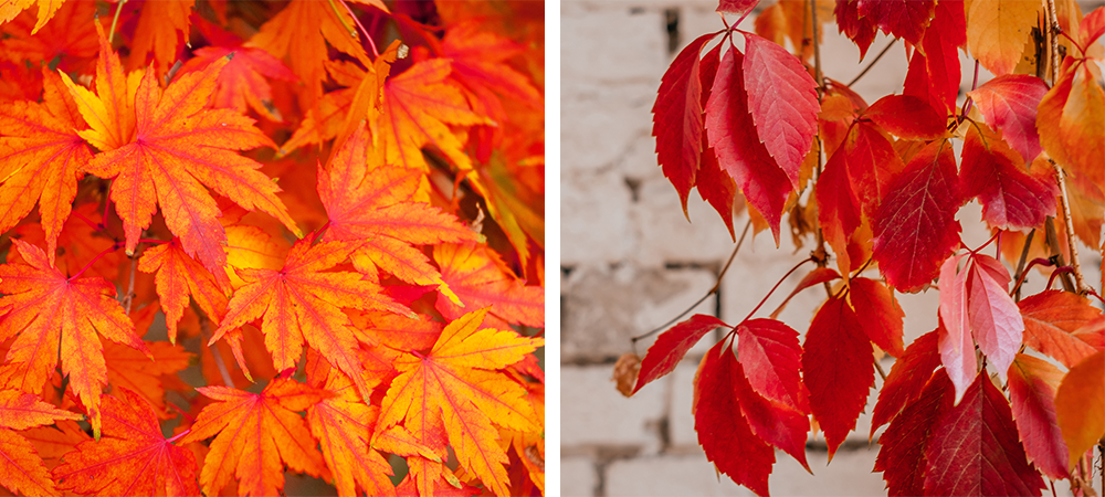 red colours of autumn sherwood park