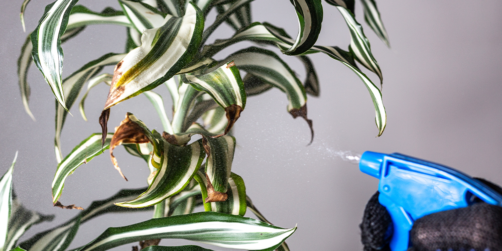 7 Proven Techniques for Debugging Your Houseplants spraying diseased plant