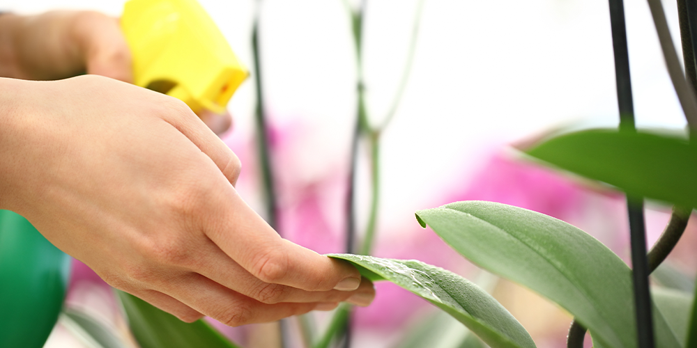 7 Proven Techniques for Debugging Your Houseplants spraying leaves
