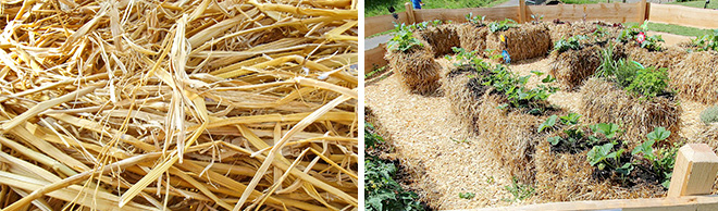 straw bale gardening salisbury