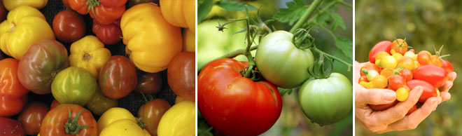 trainingtomatoes-header